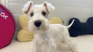 ミニチュアシュナウザー：2024年08月12日生