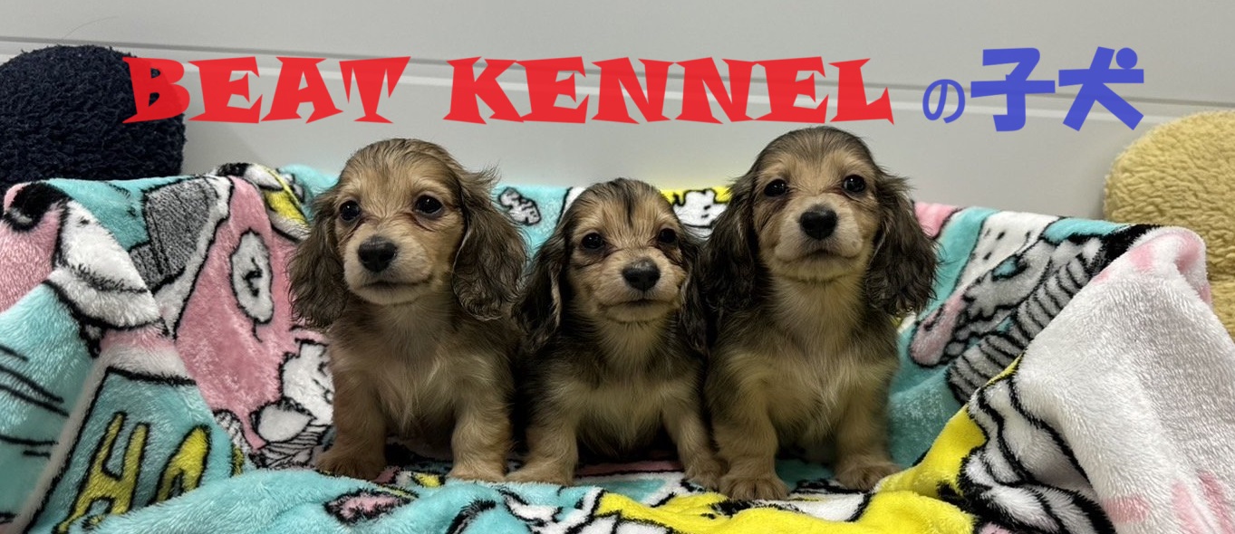 ねこといぬページ 猫＆犬の同時飼い、2匹が飼い主を取り合ってモテ気分も?!キジトラと