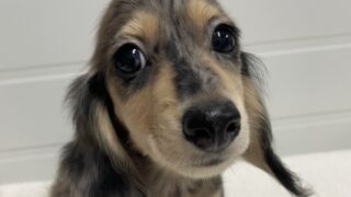 ミニチュアダックスフンド：2024年09月1日生 ５兄妹