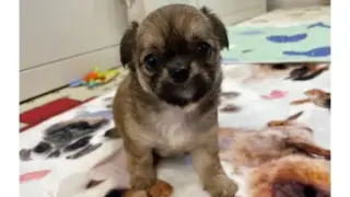 チワワ（ロングコート）・女の子：2024年06月29日 生