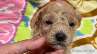 ビションプー・女の子：2024年08月19日 生