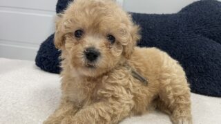 ビションプー・女の子：2024年08月19日 生