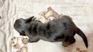 ミニチュアダックスフンド・女の子：2024年09月16日 生