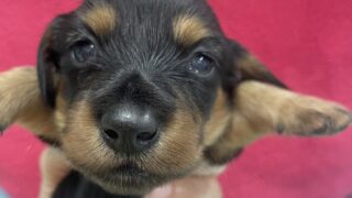 ミニチュアダックスフンド：2024年09月16日生 5兄妹