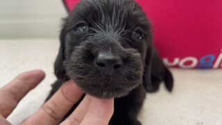 ミニチュアダックスフンド：2024年09月23日生 ３兄妹