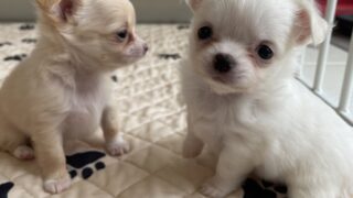 チワワ：2024年09月05日生