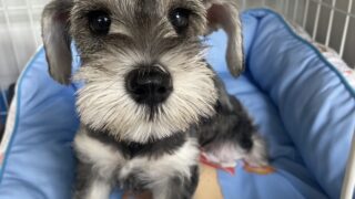 ミニチュアシュナウザー：2024年07月20日生