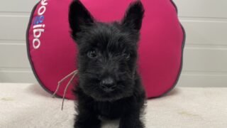 スコティッシュ・テリア：2024年09月08日生