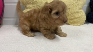 ダップー(カニンヘンダックスフンド×トイプードル)：2024年10月01日生 3兄妹