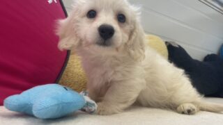 ダップー(カニンヘンダックスフンド×トイプードル)：2024年10月06日生 3兄妹