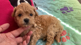 ビションプー・女の子：2024年08月19日 生