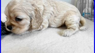 アメリカン・コッカー・スパニエル：2024年12月30日生