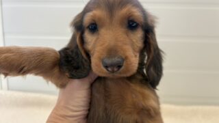 スタンダード・ダックスフンド：2024年12月09日生