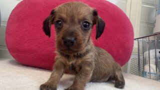 ミニチュアワイヤーダックス：2024年12月25日生