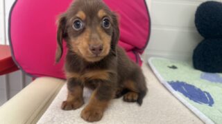 カニンヘンロングダックスフンド：2024年12月30日生