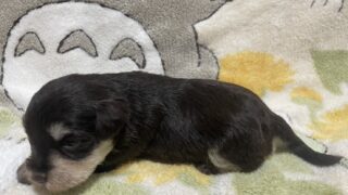 ミニチュア・シュナウザー：2025年01月16日生