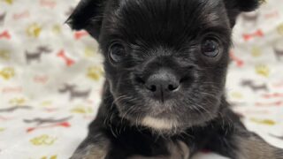 チワワ：2025年01月11日生