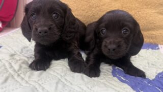 カニンヘンロングダックスフンド：2025年01月12日生