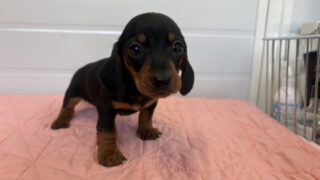 ミニチュアスムースダックスフンド：2025年01月10日生