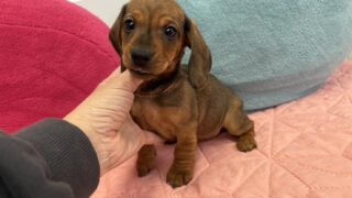 カニンヘンスムースダックスフンド：2025年01月16日生