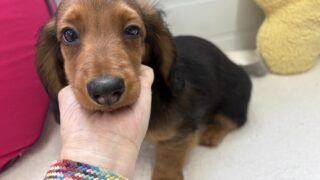 スタンダードロングダックス：2025年01月22日生