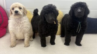 スタンダードプードル：2025年02月11日生