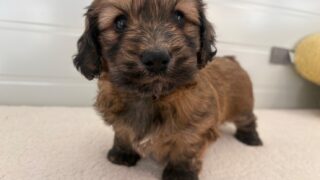 ミックス（ビションフリーゼ × スタンダードロングダックス）：2025年03月14日生