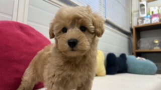 ミックス犬（トイプードル×ミニチュアシュナウザー）：2025年03月06日生