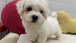 ビションフリーゼ：2025年03月08日生