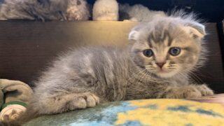 【特設：子猫のご紹介】ミヌエット 2頭（2025年3月31日生まれ）