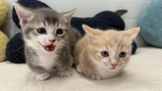 【特設：子猫のご紹介】マンチカン 2頭（2025年3月24日生まれ）