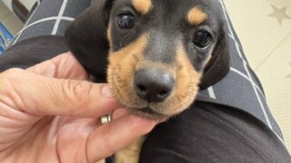 カニンヘンスムースダックス：2025年04月03日生