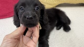 ミニチュアロングダックス：2025年04月30日生