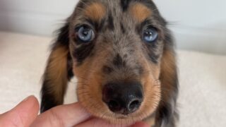 ミニチュアロングダックス：2025年04月30日生