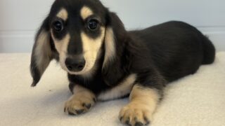 カニンヘンロングダックス：2025年04月23日生