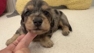 カニンヘンロングダックス：2025年05月10日生