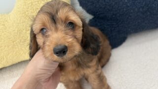 ダップー（トイプードル✖️カニンヘンダックスのミックス犬)：2025年05月18日生