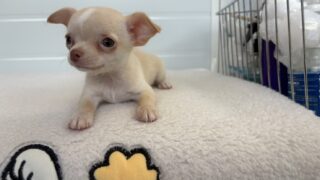 チワワ：2025年05月21日生