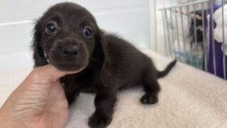 カニンヘンロングダックスフンド：2025年05月23日生