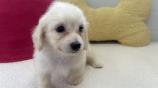 ダップー(トイプードル✖️カニンヘンロングダックスフンド)：2025年05月29日生