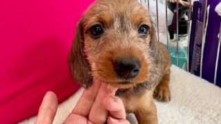 カニンヘンワイヤーダックスフンド：2025年05月26日生