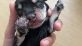 ミニチュアシュナウザー：2025年06月10日生