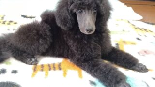 スタンダードプードル：2025年06月12日生