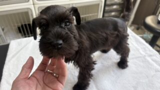 ミニチュアシュナウザー：2025年06月26日生