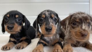 カニンヘンワイヤーダックスフンド：2025年06月30日生