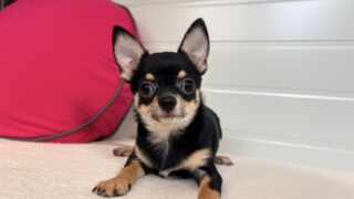 チワワ：2025年06月17日生