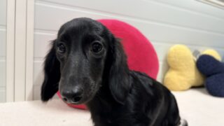 🆙 ミニチュアロングダックスフンド:2025年06月17日生(1頭をご紹介中)