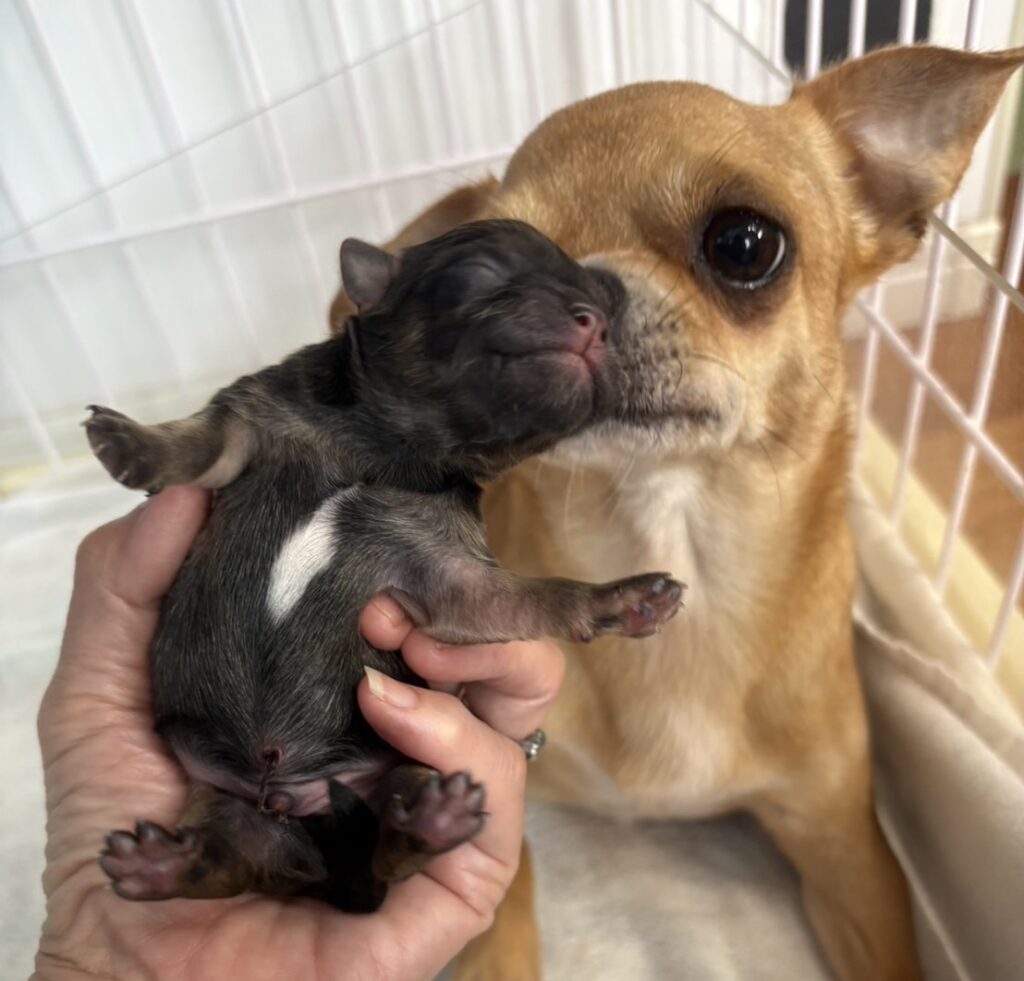 オーダーページ パネル チワワ＆雪だるま 9/10 □7月9日：チワワの子犬が誕生しました - Beat Kennel (ビート ケンネル)