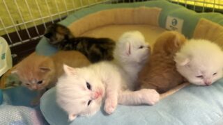 【特設：子猫のご紹介】ミヌエット 6頭（2025年7月18日生まれ）