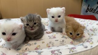 【特設：子猫のご紹介】ミヌエット 4頭（2025年7月18日生まれ） #2